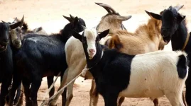 Given Moyowasvipa caught butchering 24 stolen goats.webp