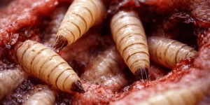 CDC warns New World screwworm near Texas eats living tissue.webp