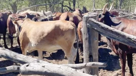 Insiza cattle farmers see tick disease decline after losses.webp