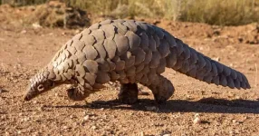 Three men from Filabusi sentenced to nine years for pangolin sale.webp