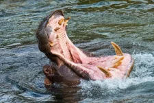 Wiseman Chinyoka urges caution after hippo mauls man in Buhera.webp