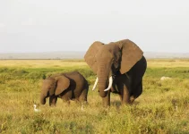Elephants Protection Society seeks faster Maun compensation.webp