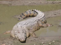 A crocodile killed Nyirenda in the Luangwa River.webp