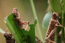 The locust outbreak devastated young crops in Hwange.webp