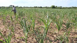 Manicaland dry spell threatens maize, tobacco crops.webp