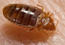 Harare starts spraying Mbare flats as bedbug outbreak hits blocks.webp