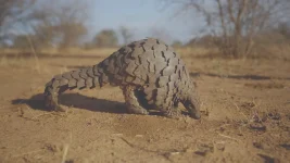 Kelsey Prediger highlighted pangolin poaching.webp