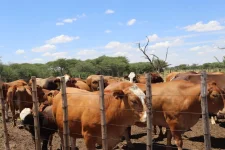 Meatco instructed David van der Linden to stop sale.webp