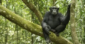 Bwindi census confirms 426 chimpanzees.webp