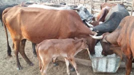 Meatco boosts cattle value extraction despite drought.webp