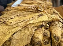 Tobacco farmers threaten boycott as prices crash to US$1.webp