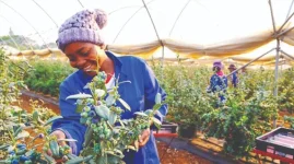 Zimbabwe hikes horticulture minimum wage to US$99.webp