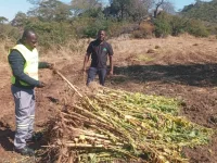 TIMB orders growers to uproot tobacco stalks fully.webp