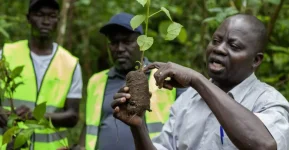 Uganda Breweries plants 80,000 trees in Namananga Forest.webp