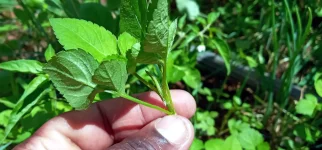 Zimbabwe council tied vaginal herbs to cancer risk.webp