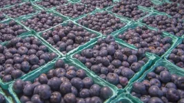 Wiserow exported 597 tons of Zimbabwe blueberries.webp