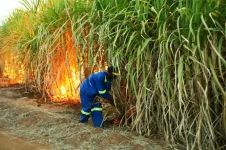 Labor shortage left KZN sugarcane fields unharvested.webp