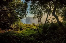 ZimParks restricts Victoria Falls Rainforest over elephants.webp