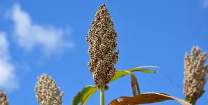 GMB pays farmers $364.75 per ton for maize and grains.webp
