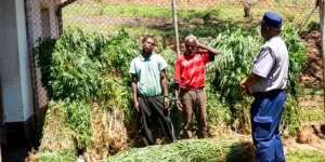 Chimanimani's arrest fuels legalization demands.webp