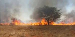 A veld fire in Rusape has claimed the life of Charles Saha.webp