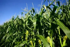 Dedza woman slashes maize field over cheating husband.webp